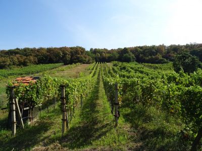 2 - izbová murovaná chata s vinicou, Viničky, Trebišov - okolie - 12
